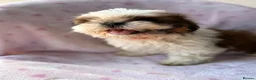 Shih Tzu dogs for sale: 🐶 Beautiful Shih Tzu Puppies for Sale 🐶 - Advert 5