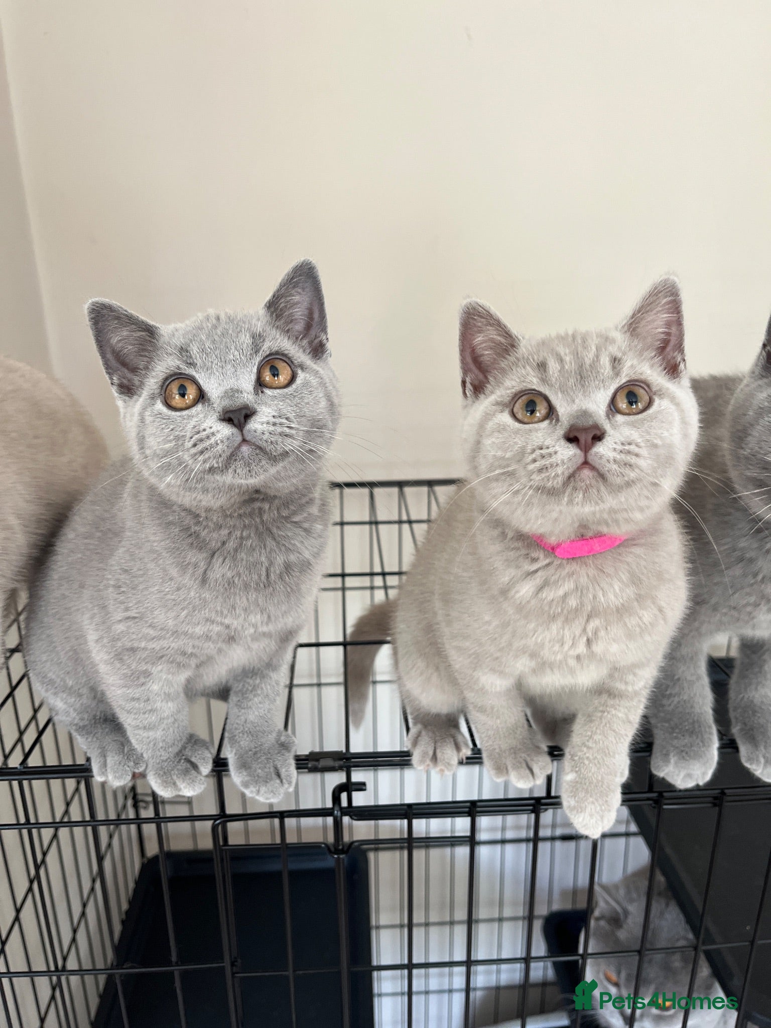 British Shorthair cats 1 x Lilac & 1 x Blue BSH’s GCCF available NOW 🩵💜 - Advert 2