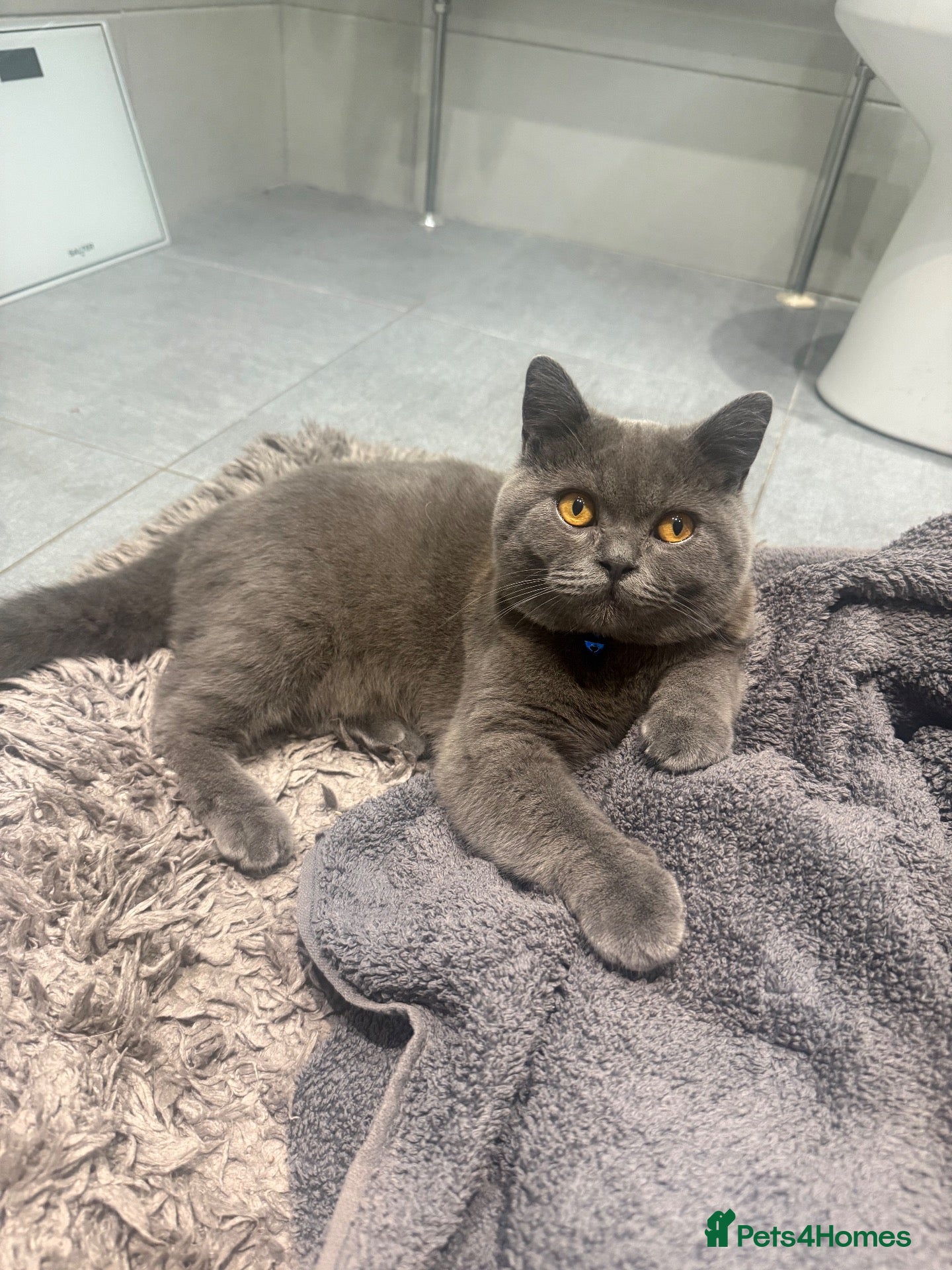 British Shorthair cats Hugo boy for STUD - Advert 1
