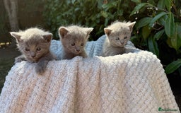 Russian Blue cats for sale: Pure Russian Blue Kittens - Image 4