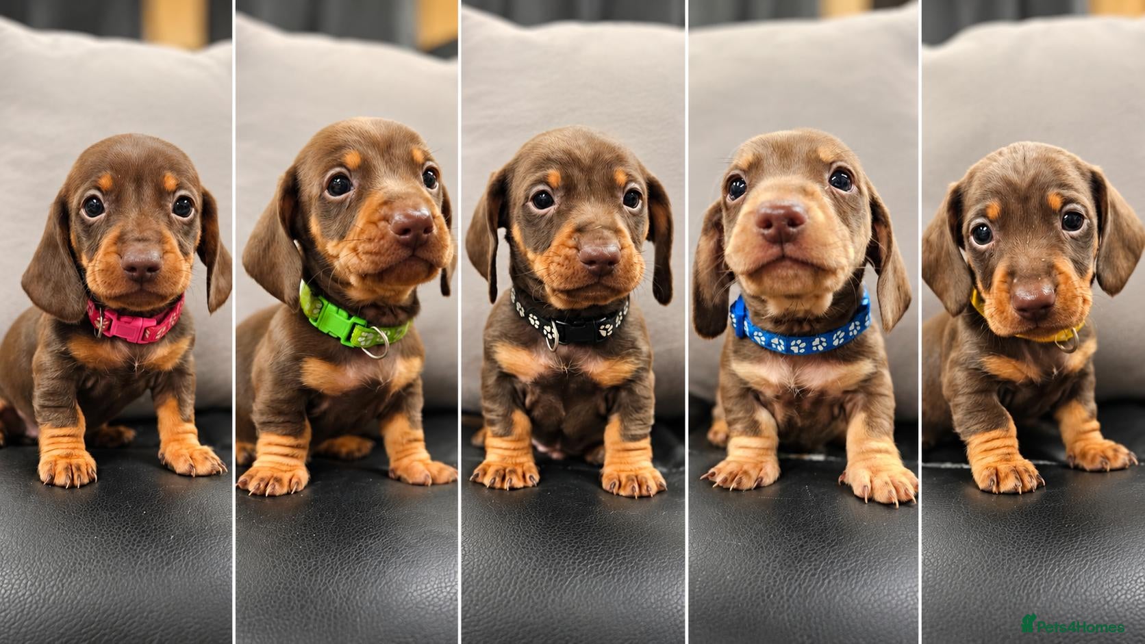 Miniature Dachshund dogs for sale: 5 Beautiful KC Registered Miniature Dachshund Pups - Advert 1