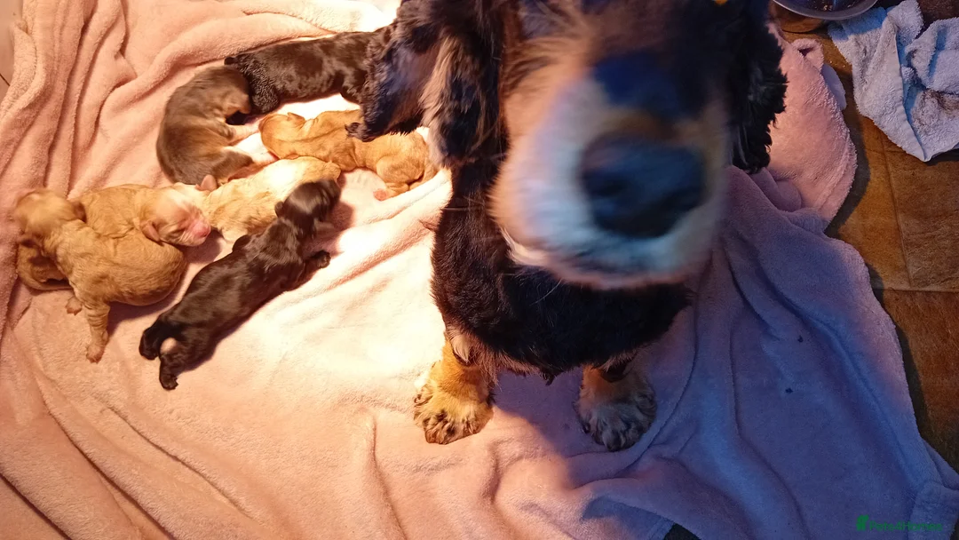 Cockapoo dogs for sale: Cockapoo pups,  Aberdeenshire  - Advert 1
