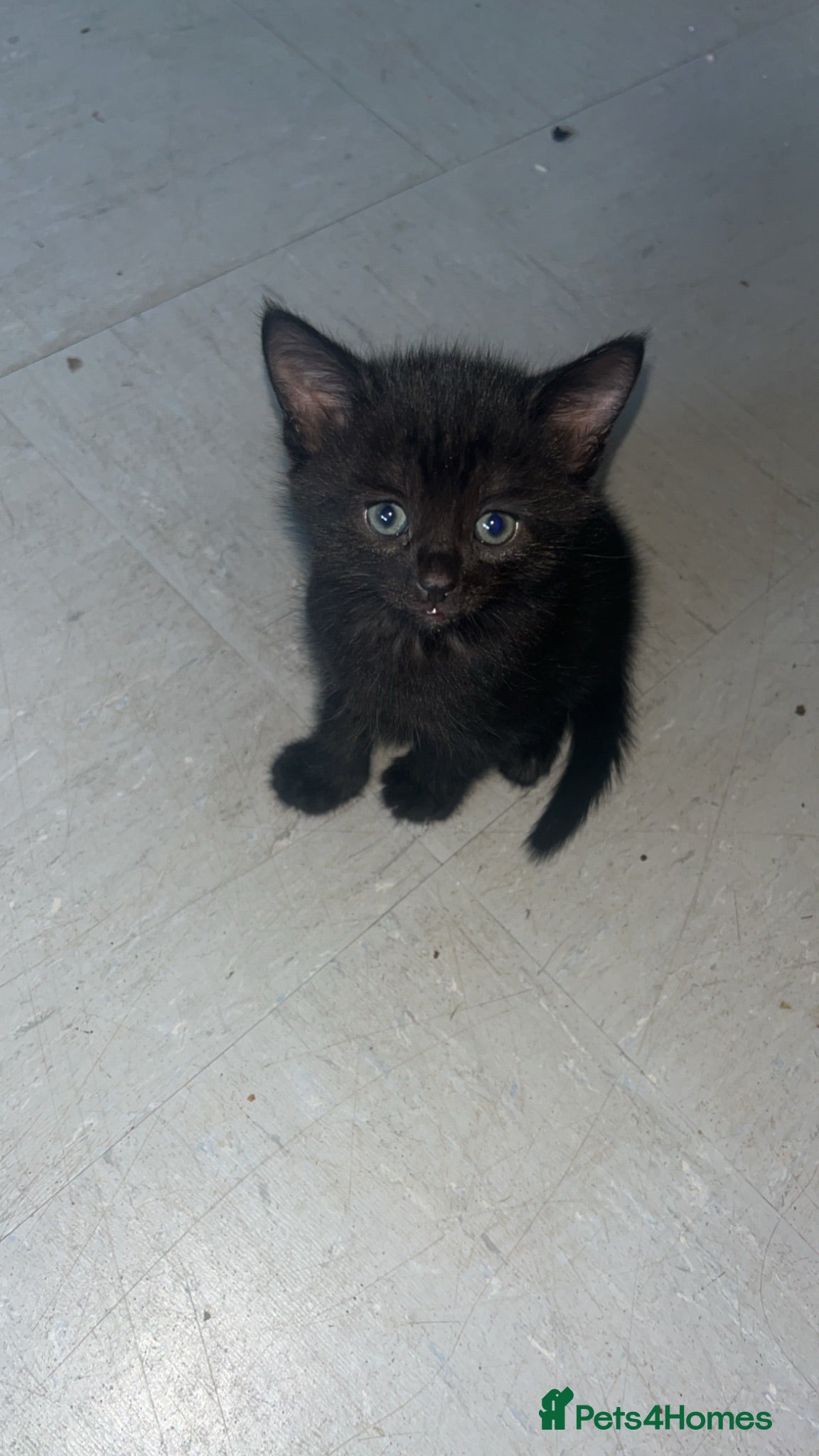 Domestic Shorthair cats Kittens - Advert 1