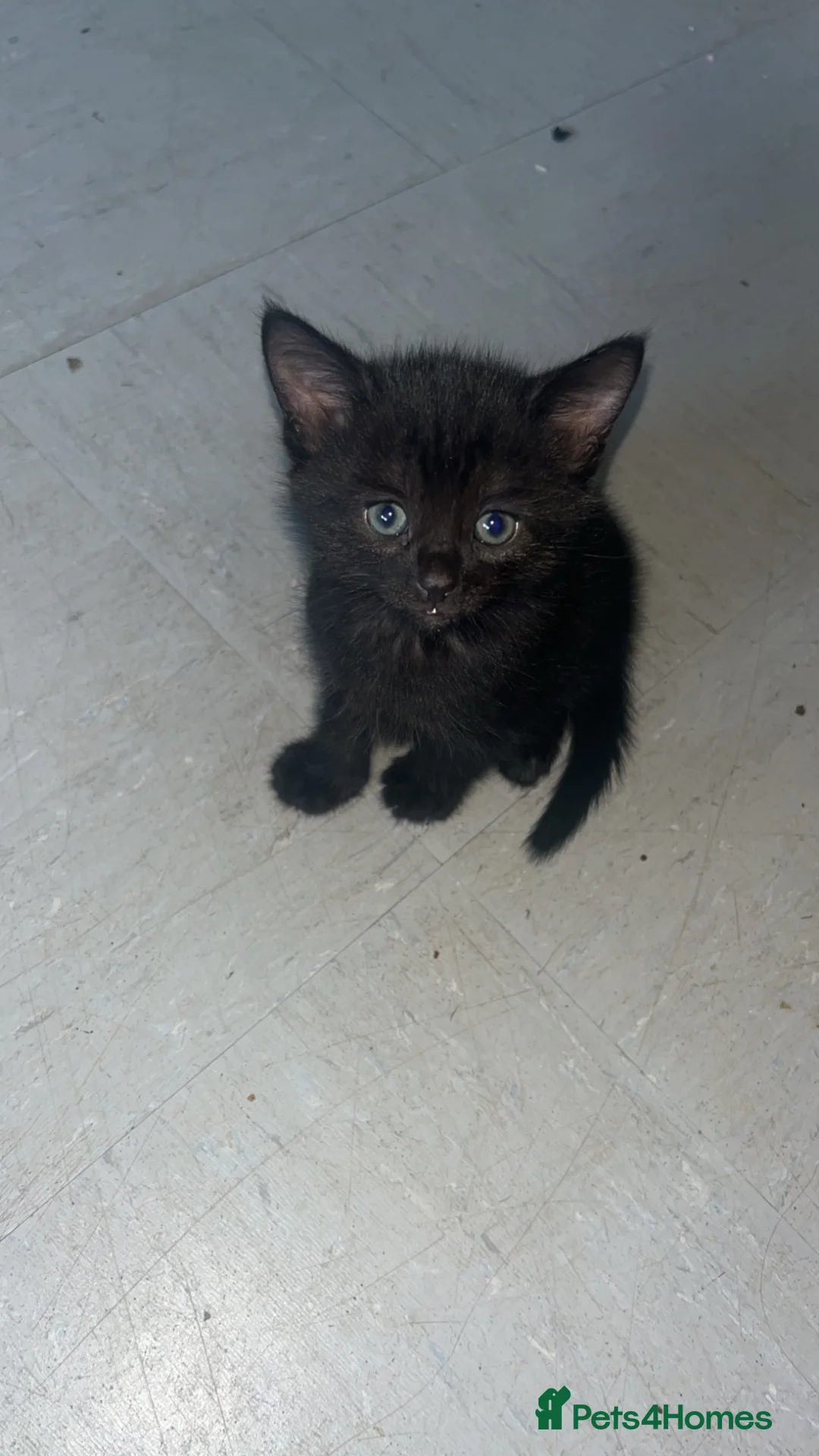 Domestic Shorthair cats for sale: Kittens - Advert 1