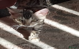 Bengal cats for sale: Silver bengals - Image 21