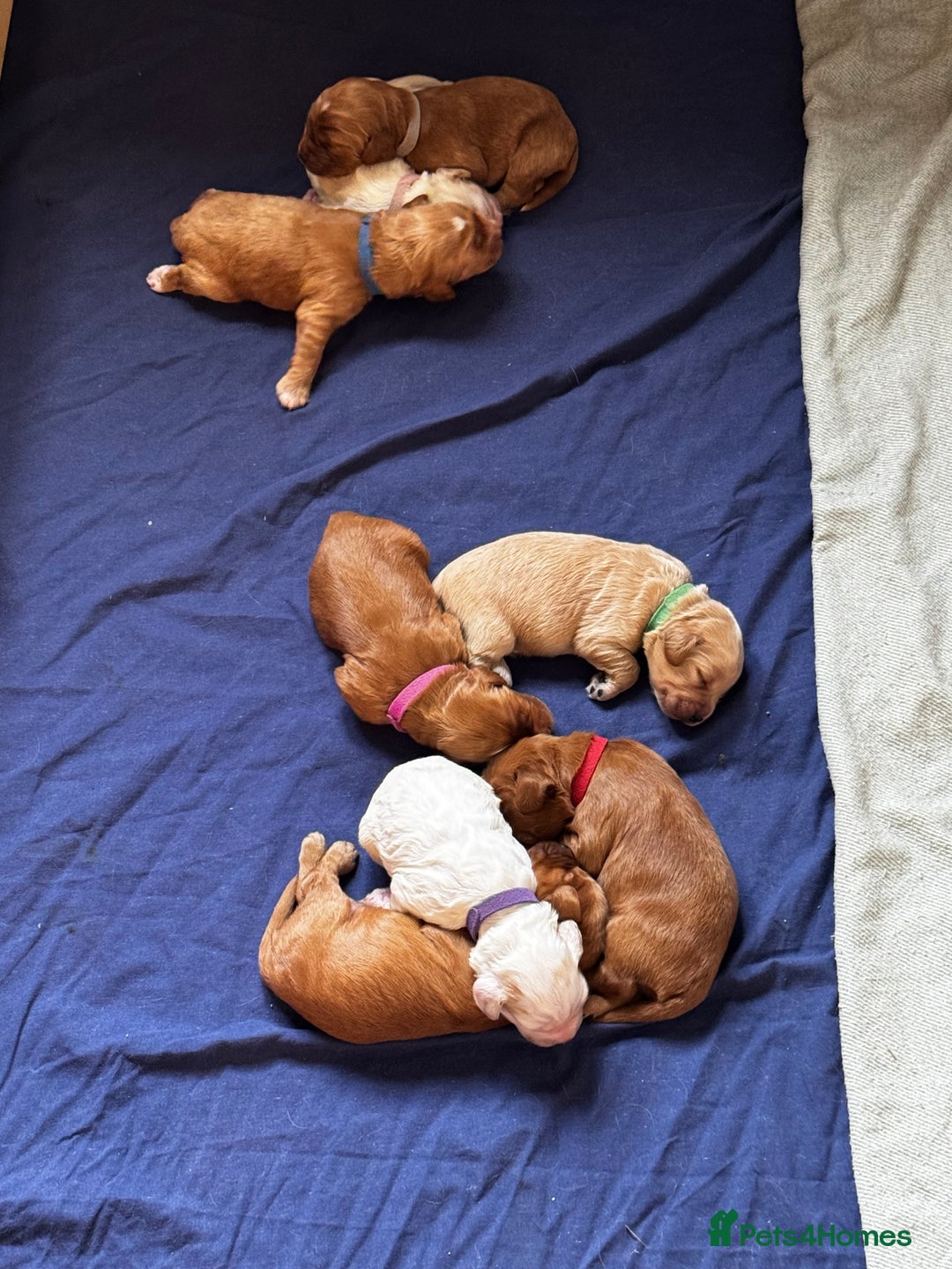 Cockapoo dogs for sale: F1 Cockapoo pups - Image 4