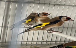 Finches birds for sale: Finches  - Image 13