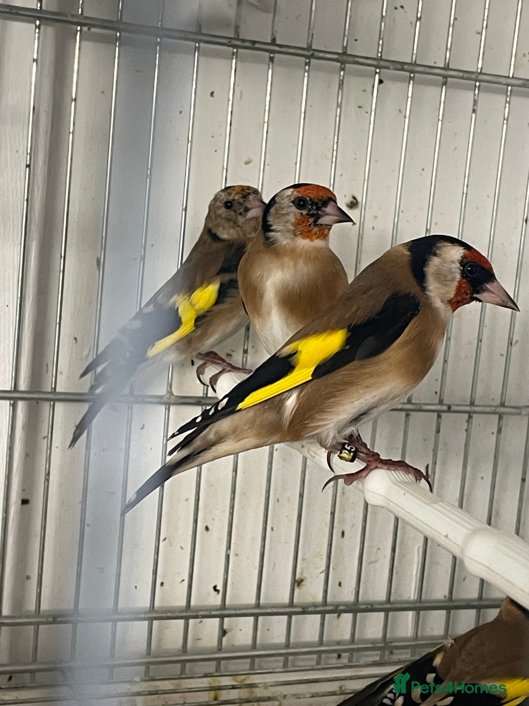 Finches birds for sale: Finches  - Image 13