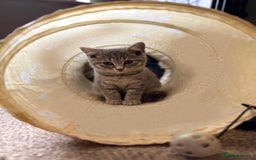 British Shorthair cats for sale: British Shorthair Kittens For Sale - Image 6