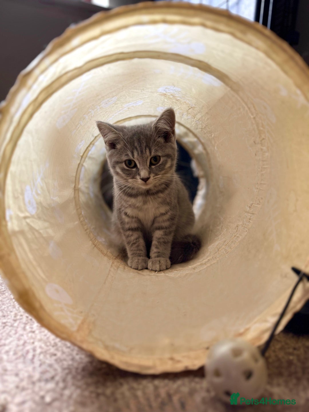 British Shorthair cats for sale: British Shorthair Kittens For Sale - Image 6