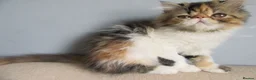Persian cats for sale: Pedigree Persian female kitten - Advert 7