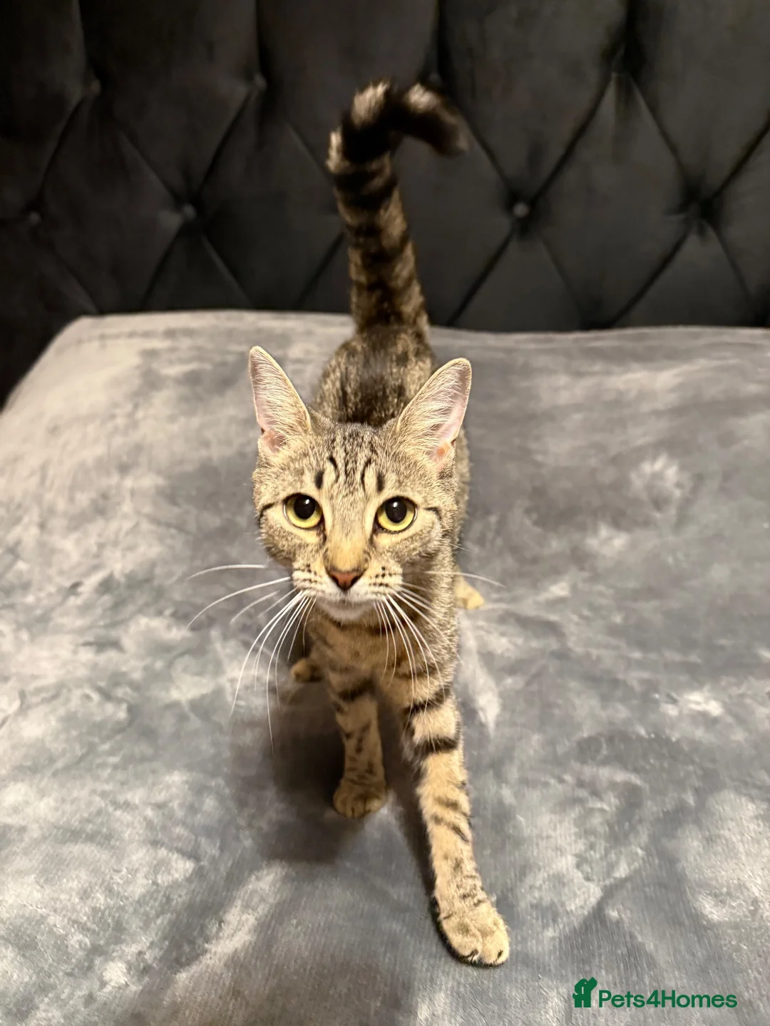 Toyger cats for sale: Beautiful Female Tabby Cat – Loving & Playful - Advert 1