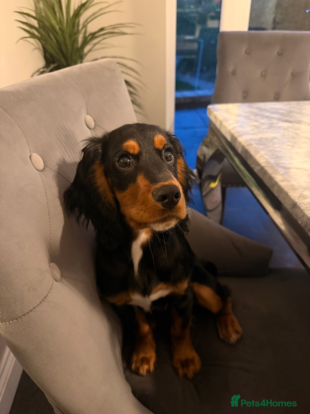 Sprocker dogs for sale: 5 month old female sprocker puppy for sale  - Advert 5