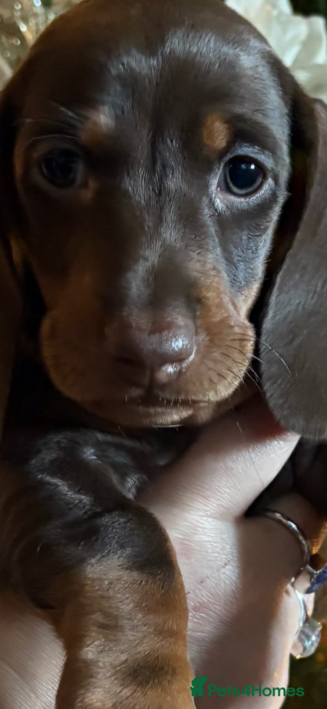 Dachshund dogs for sale: Standard dachshund puppies - Advert 4