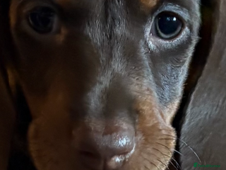 Dachshund dogs Standard dachshund puppies - Advert 7