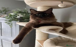 Ragdoll cats for sale: Pedigree Cherubim Ragdoll Kittens💫 - Image 19