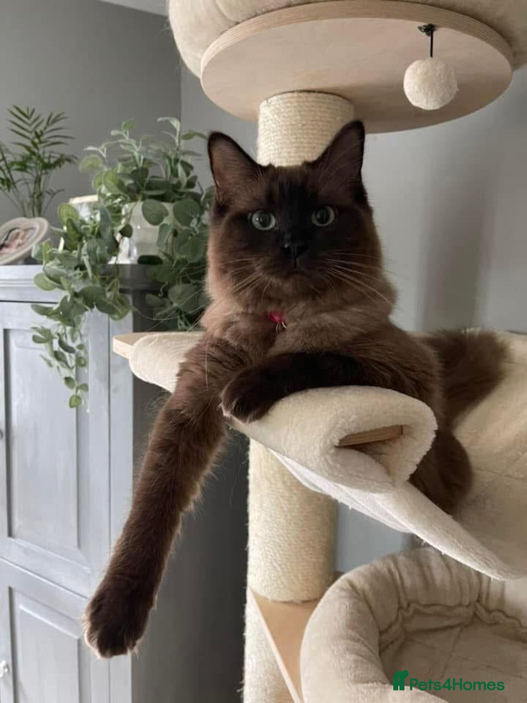 Ragdoll cats for sale: Pedigree Cherubim Ragdoll Kittens💫 - Image 19