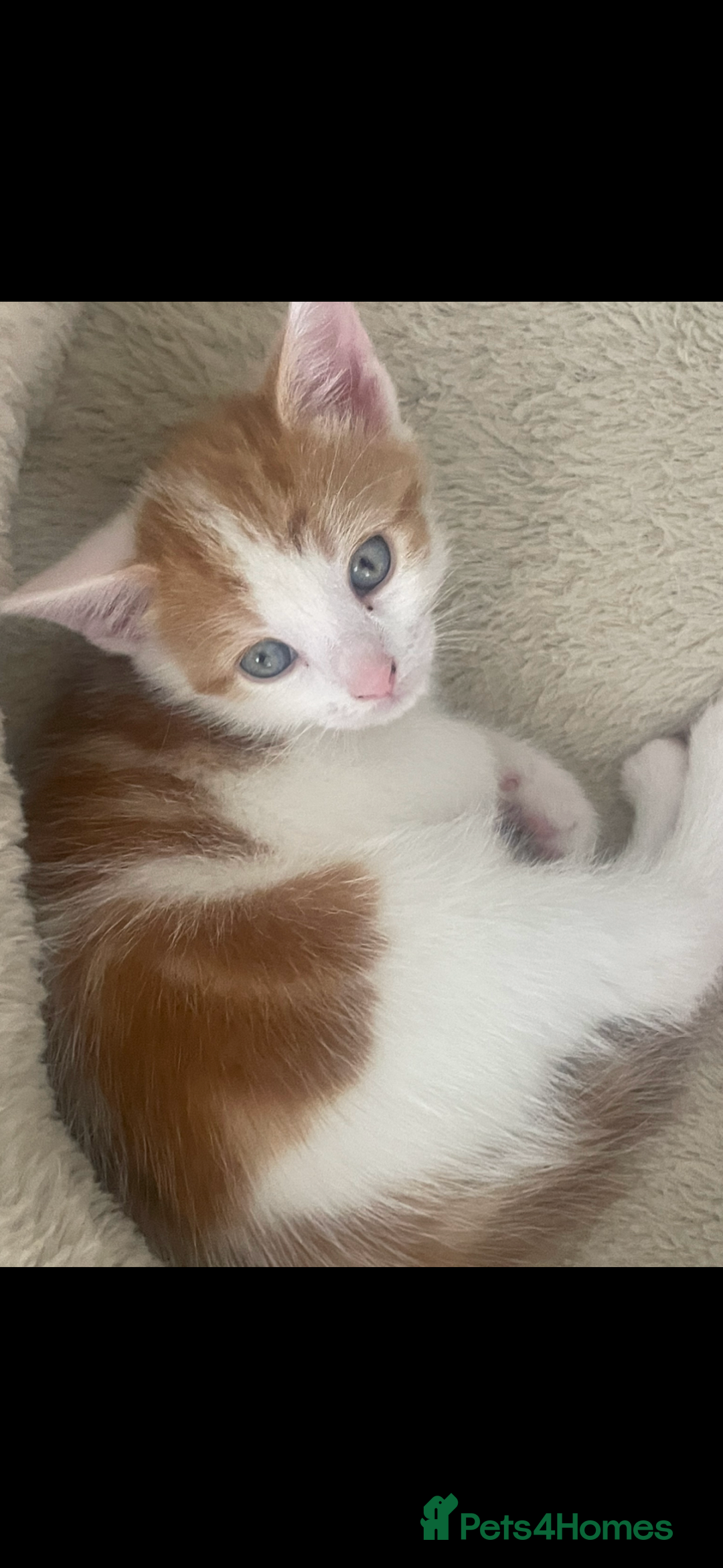 Mixed Breed cats for sale: Beautiful ginger and white kittens - Image 8