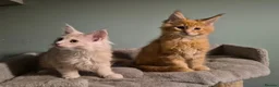 Maine Coon cats for sale: Fluffy Maine Coon kittens - Advert 4