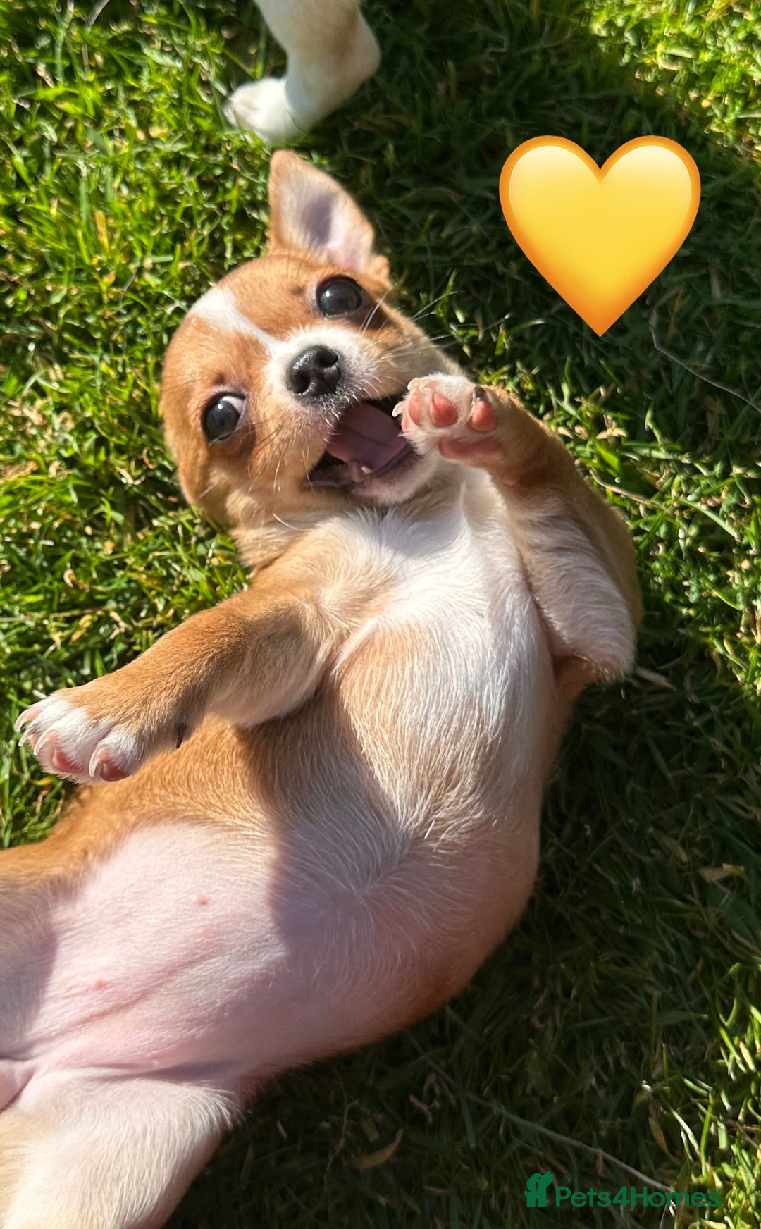 Chihuahua dogs for sale: Gorgeous Chihuahua Pups-only yellow girl left🐶💛 - Image 9