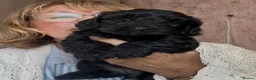 Mixed Breed dogs for sale: Working cocker. X lhasachon in Hull - Advert 3