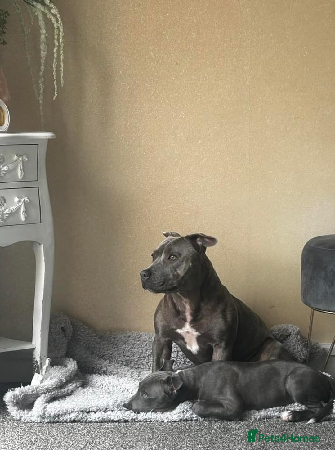Staffordshire Bull Terrier dogs for sale: Beautiful Blue Staffy Girl Remi 🩷 - Image 2