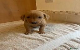 Labrador Retriever dogs for sale: Gorgeous Labrador Puppies - Image 6