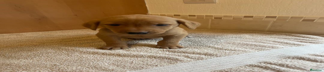 Labrador Retriever Puppy 5