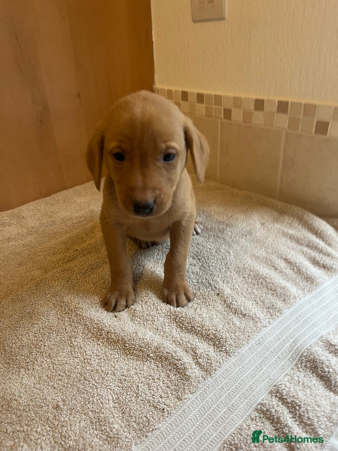 Labrador Retriever dogs for sale: Gorgeous Labrador Puppies - Image 6