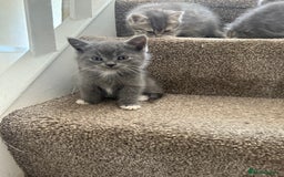 Persian cats for sale: Beautiful Half Persian kittens for sale.  - Image 5
