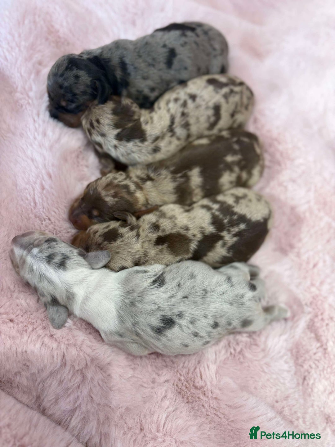 Miniature Dachshund dogs for sale: Only 4 left! Adorable Mini Dachshund Puppies 🐾🐶 - Image 40