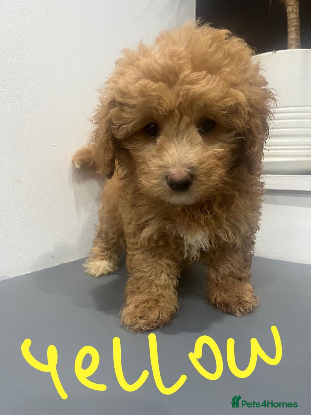 Coton De Tulear dogs for sale: Cotonoodle - Image 24