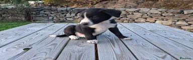 Border Collie 6