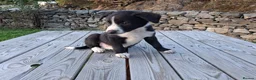 Border Collie dogs for sale: Gorgeous sheepdog puppies - Advert 5