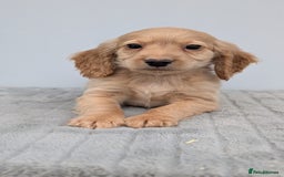 Cocker Spaniel dogs for sale: Cracking Cocker Pups - Image 16