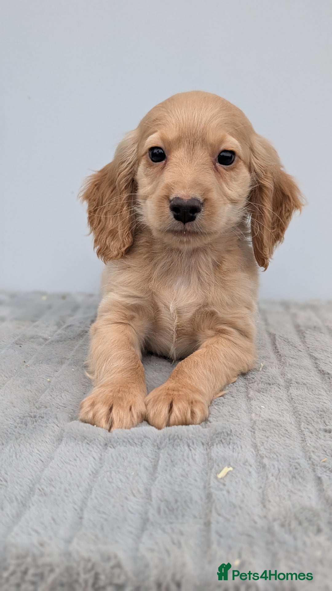 Cocker Spaniel dogs for sale: Cracking Cocker Pups - Image 16