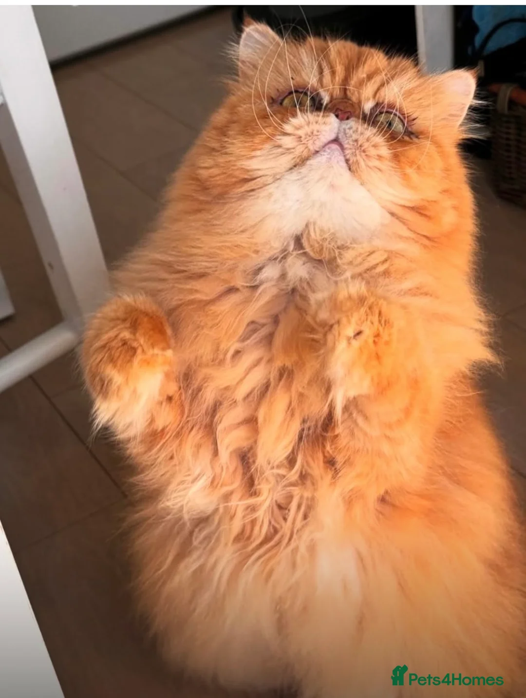 Persian cats for stud: GCCF Active Persian Exotic stud-PKD/PRA&FELV clear in Gerrards Cross - Advert 6