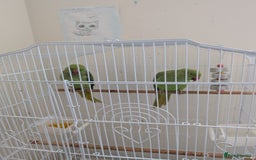 Ringnecks birds for sale: A pair of Indian ring neck parrot - Image 3