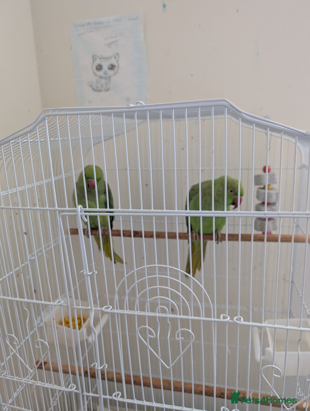 Ringnecks birds for sale: A pair of Indian ring neck parrot - Image 3