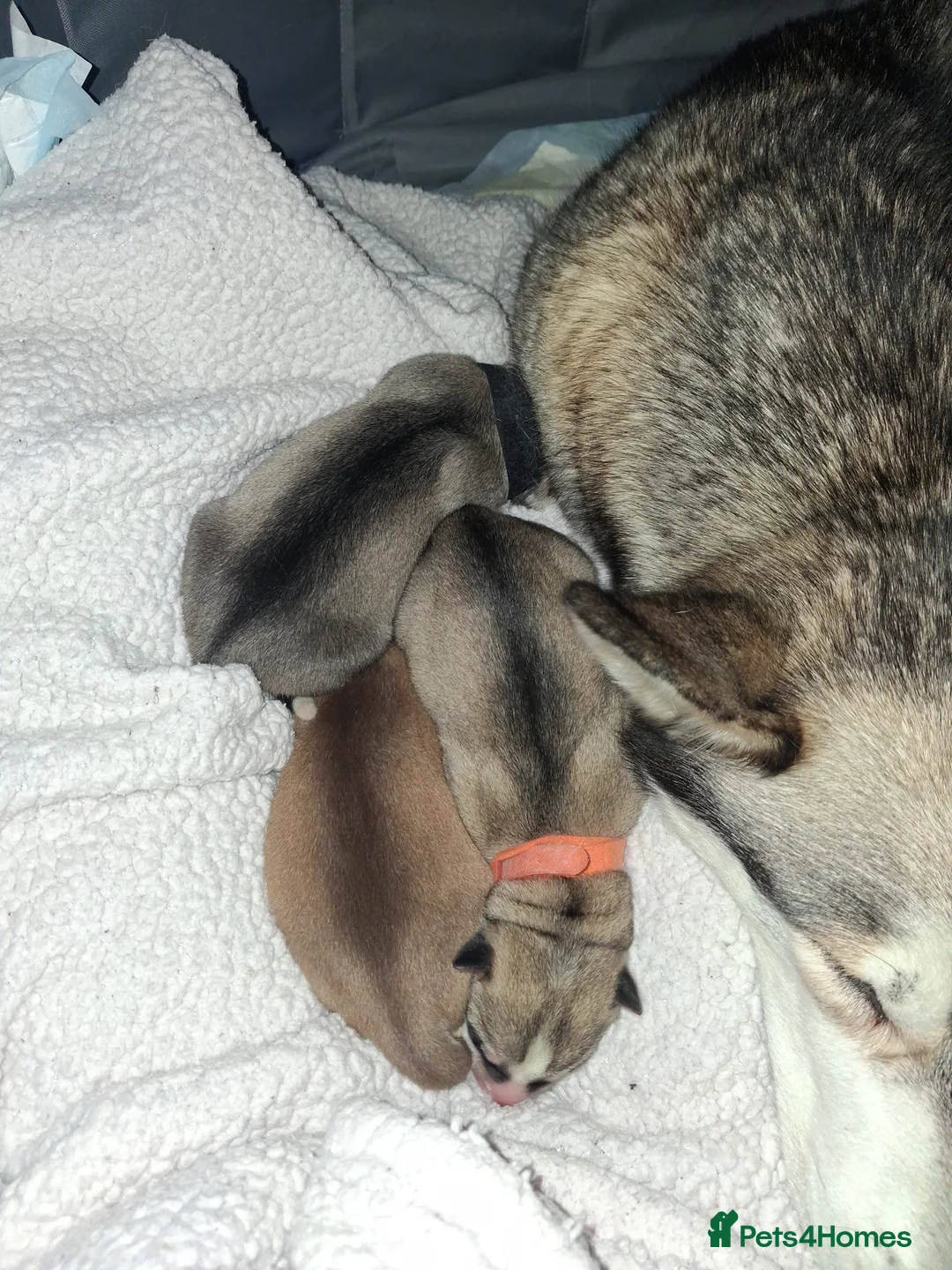 Siberian Husky dogs for sale: Sandra  in Peterborough - Advert 2