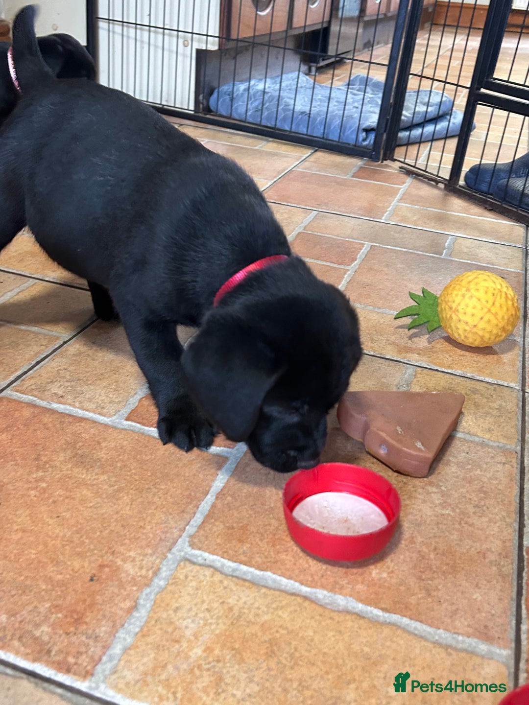 Labrador Retriever dogs for sale: GORGEOUS LITTER OF BLACK LABRADOR PUPPIES!! - Advert 12