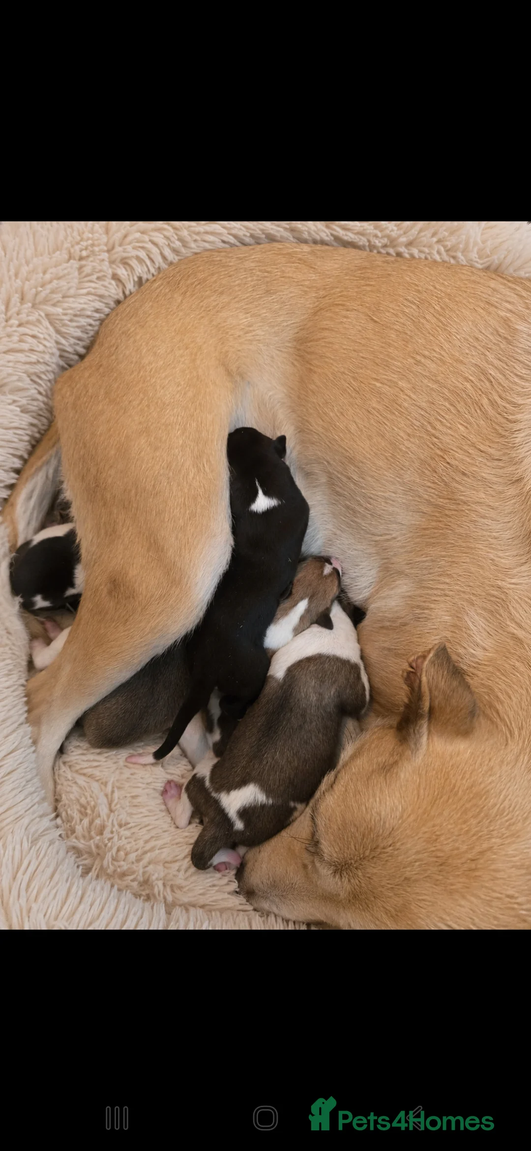 Mixed Breed dogs for sale: Whippet cross whippet lurcher - Advert 5