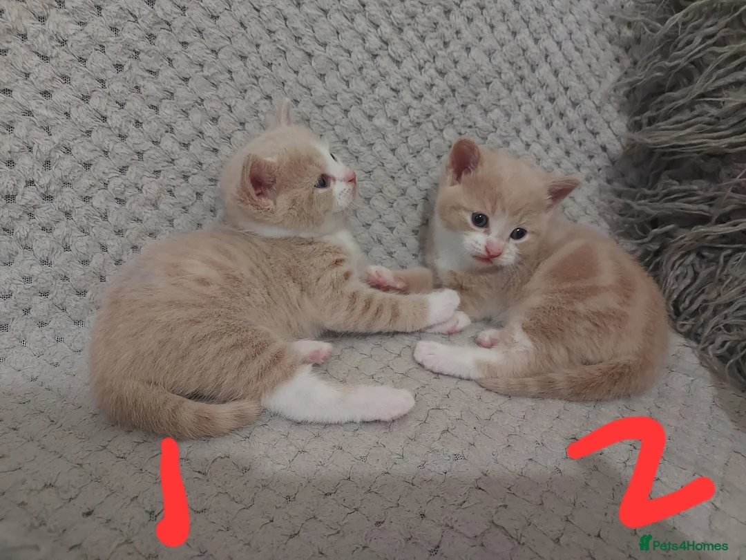 Domestic Shorthair cats for sale: 2 boys looking for their forever home - Advert 3