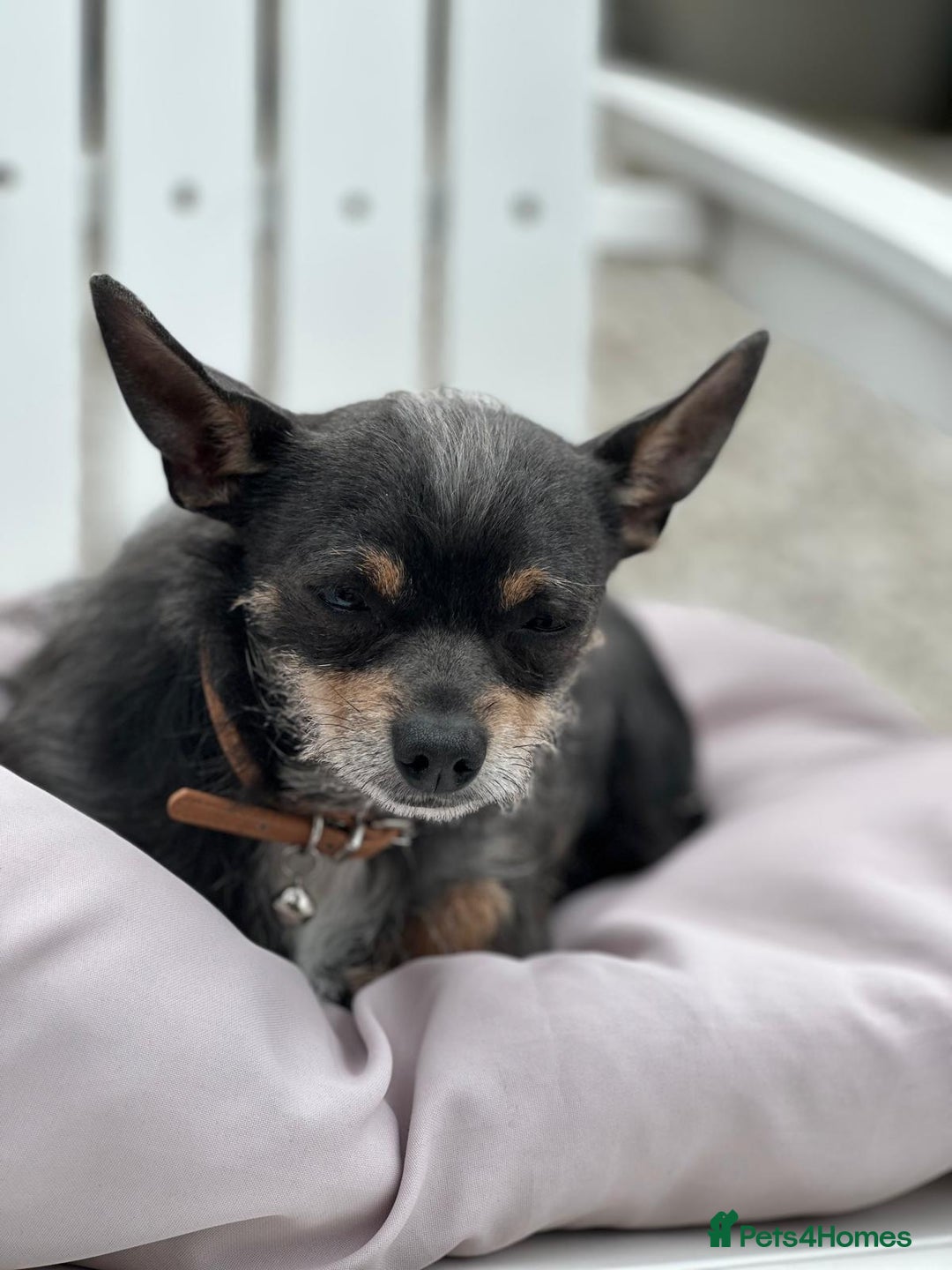 Chipoo dogs for sale: Chihuahua toy poo cross - Advert 8