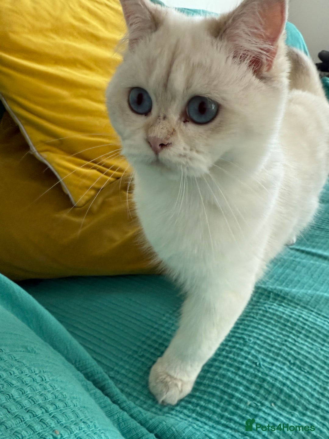 British Longhair cats for sale: British Longair and Shorthair Kittens for sale - Image 24