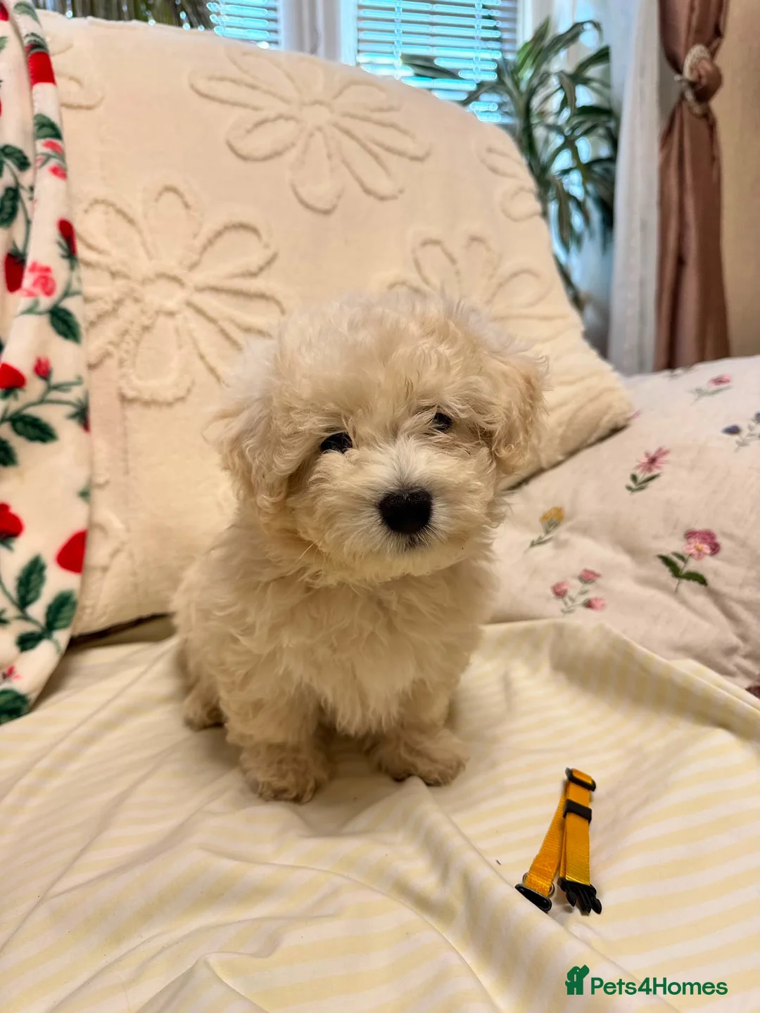 Bichon Frise dogs for sale: Bichon puppys for sale - Advert 10