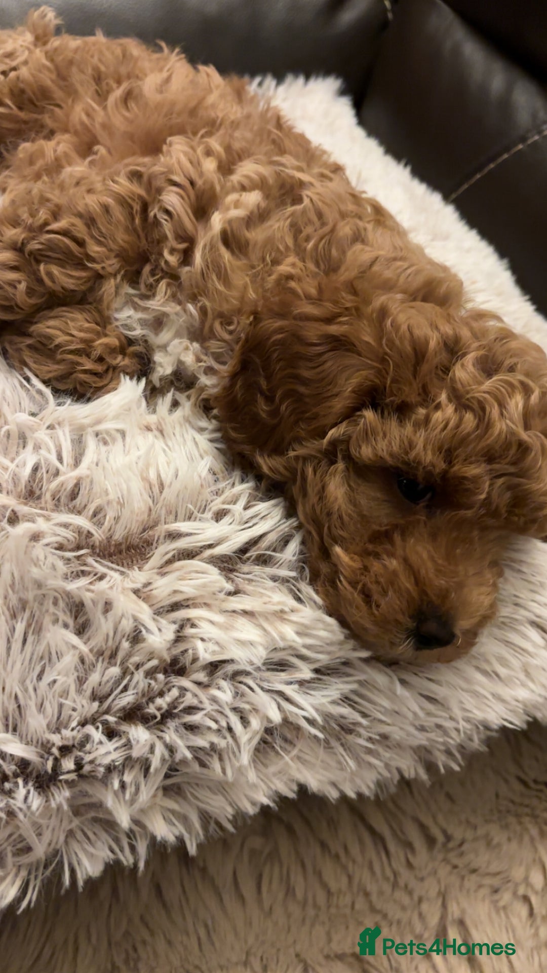 Cavapoo dogs for sale:  Cavapoo puppies  - Advert 23
