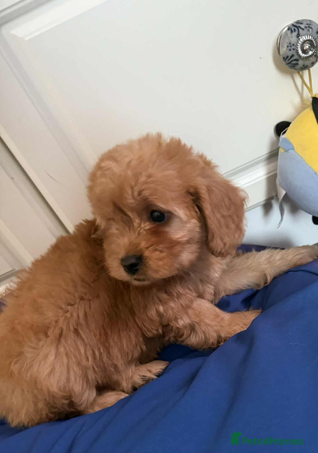 Cockapoo dogs for sale: Ready to beautiful cockapoo puppies  - Advert 23