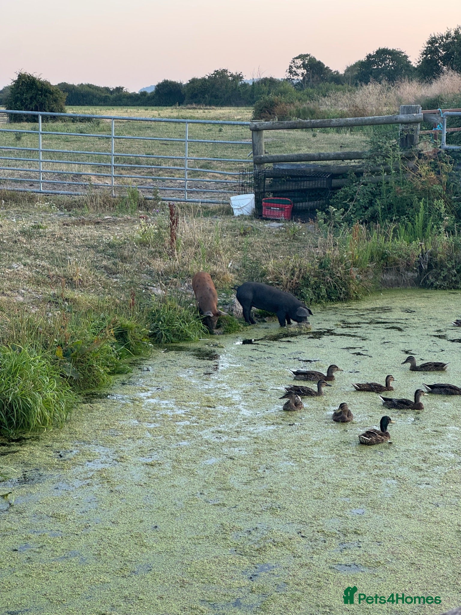 Pig livestock 2 x Tamworth x Berkshire piglets  - Advert 3