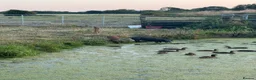Pig livestock for sale: 2 x Tamworth x Berkshire piglets  - Advert 1